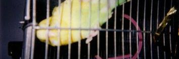 ririkun1's profile banner image