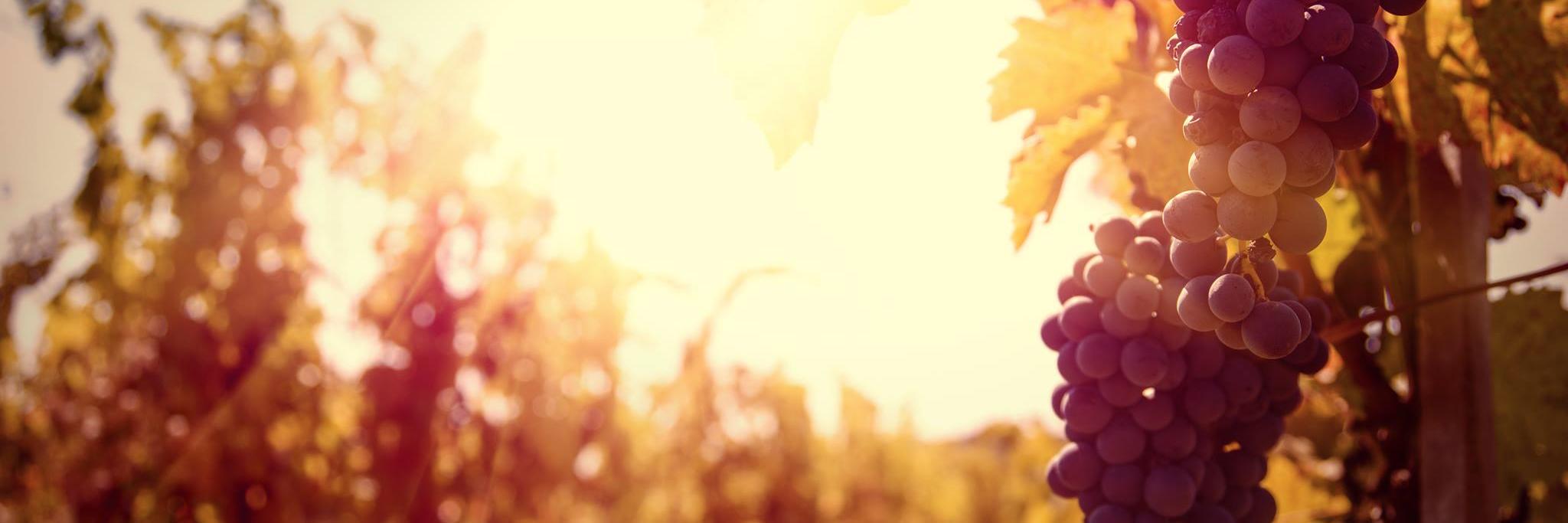 hellokazzit's profile banner image