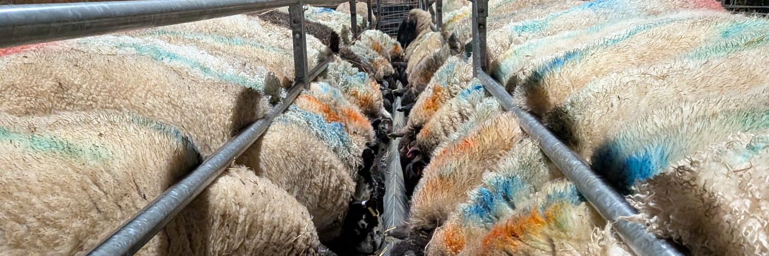 the muddy mum 💙 banner