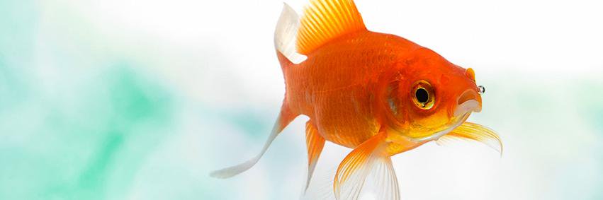 Doers´ Event banner