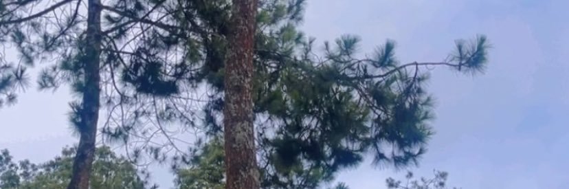 lin_murry's profile banner image