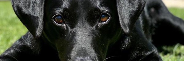 pensions4paws Profile Banner