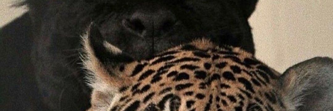 javimiranda369's profile banner image