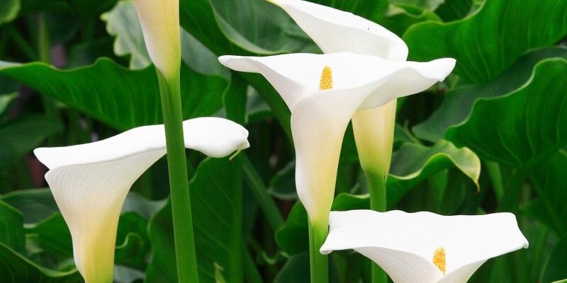 Bourlès Christophe banner