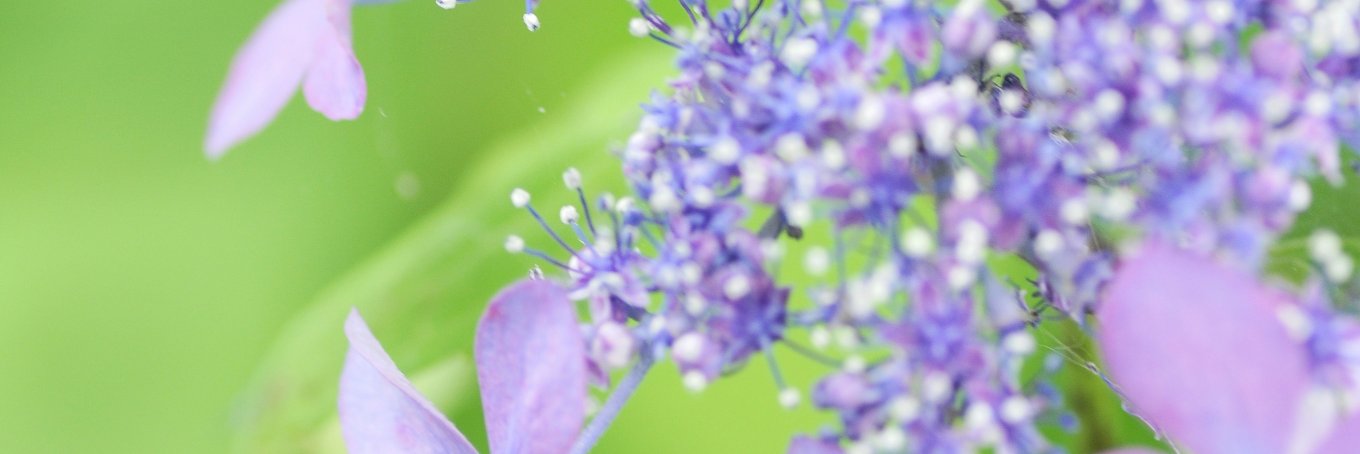 こも banner