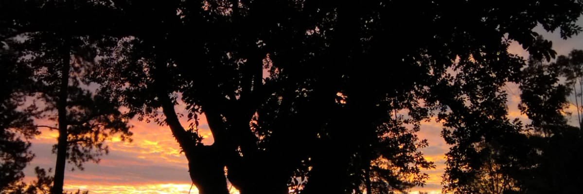 LaraVituri's profile banner image