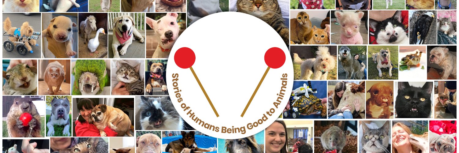 GeoBeats Animals banner