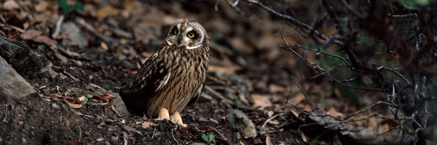 NatGeoLib+Archives banner