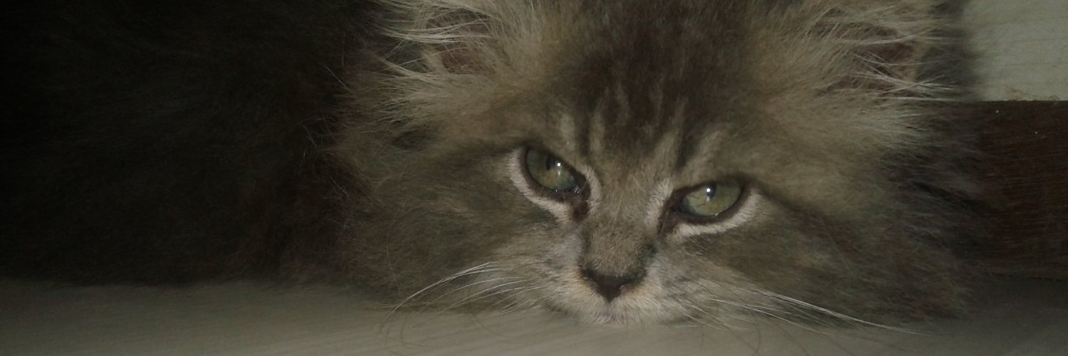 Moulyo's profile banner image
