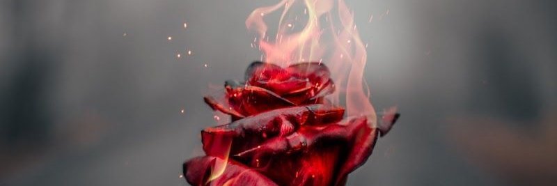 carmanja1's profile banner image
