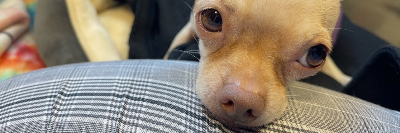 calliemillette's profile banner image