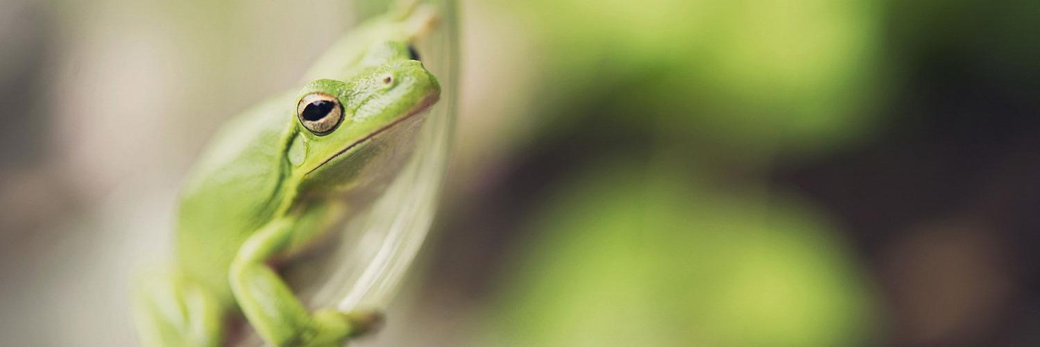 Omfrog's profile banner image