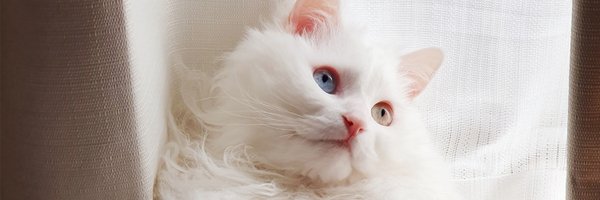 monoxi Profile Banner