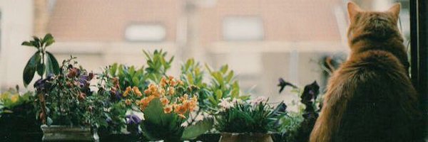 Sempatikhani's profile banner image