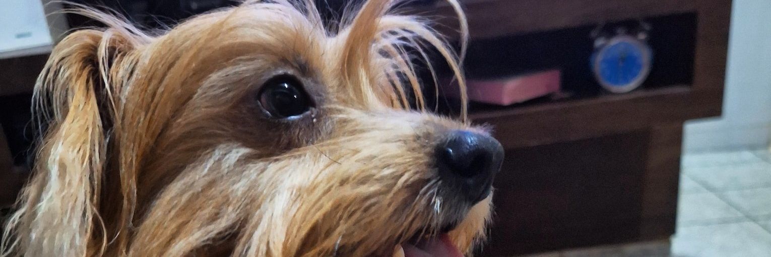 SamuelCristo_'s profile banner image
