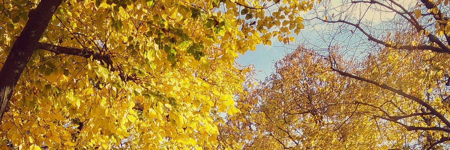 simone_tironi's profile banner image