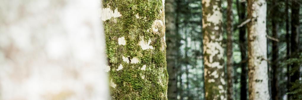 pepitadepepon's profile banner image