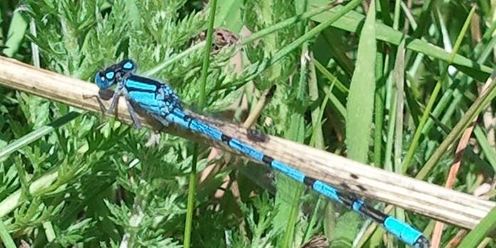 CreamCrackered banner