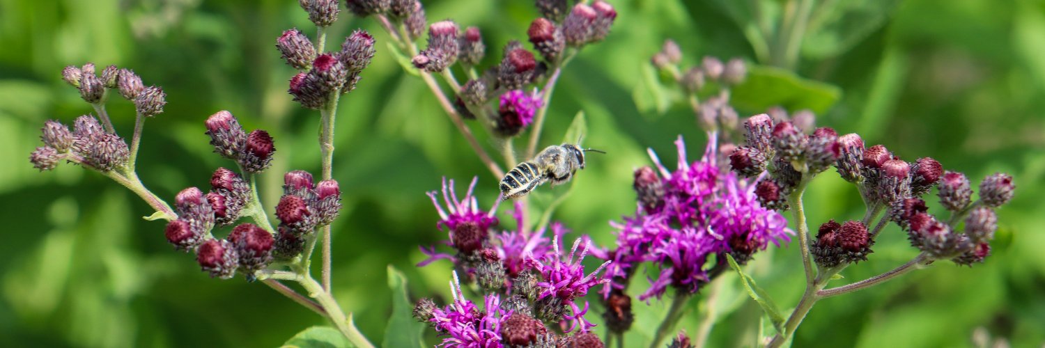 Wildflower Center banner