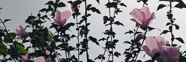 kerrivoyles's profile banner image