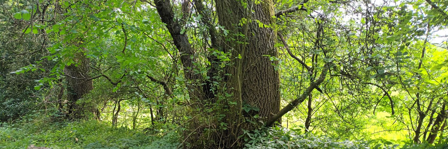 Leslie Scott-Leslieson🌳 banner