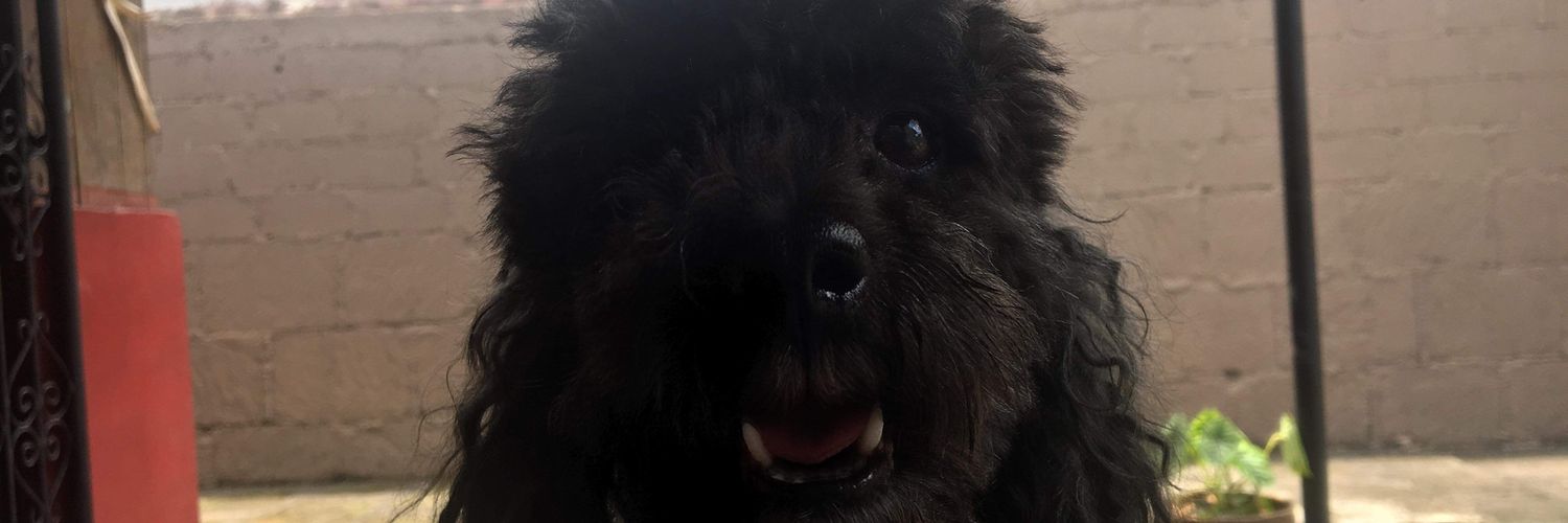 bichiyeli's profile banner image