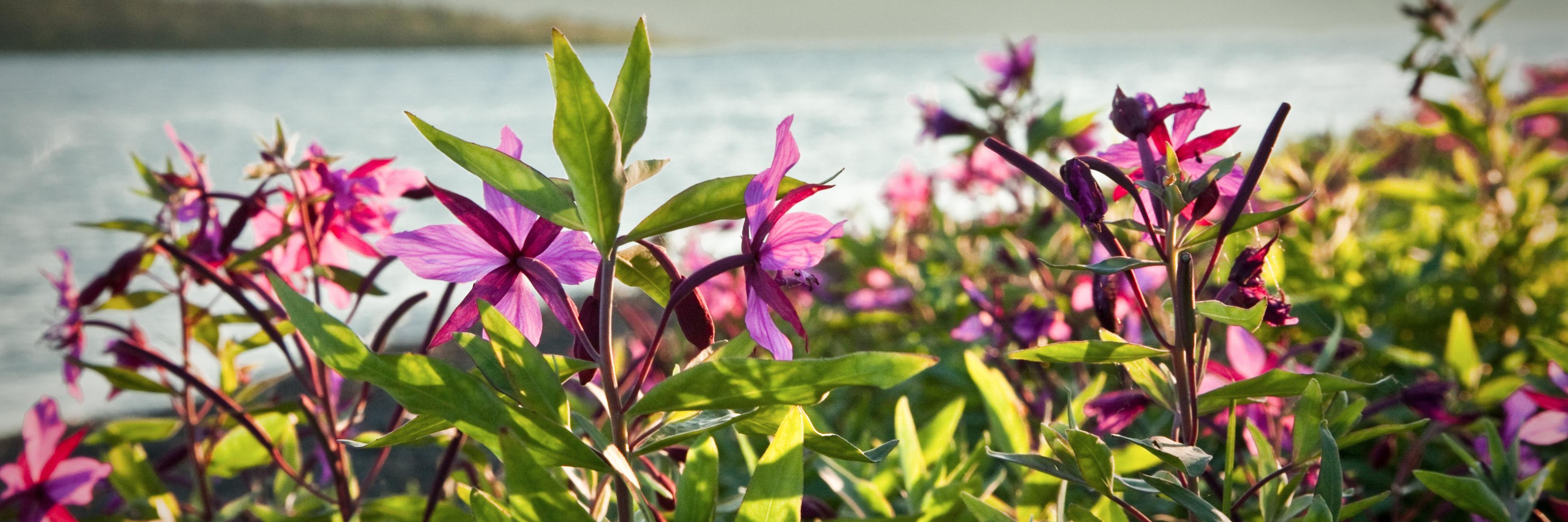 nature_AK's profile banner image