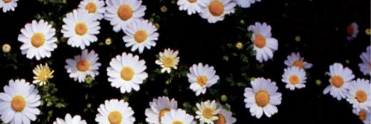 Jen_ALDUBPUYAT's profile banner image