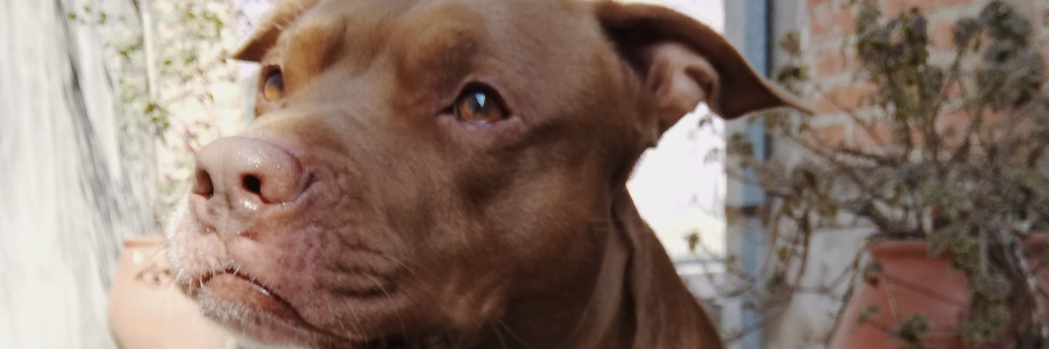 cristianguez's profile banner image