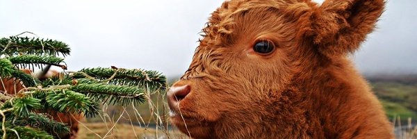Coathar44 Profile Banner