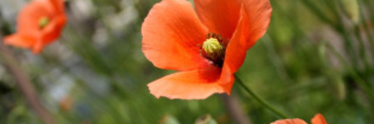 dandelion_hon's profile banner image