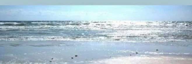 Susan Morgan banner