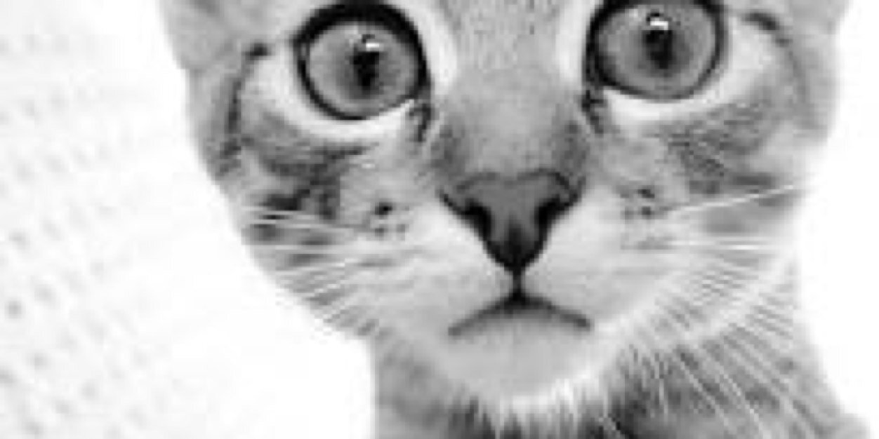 ShitJimmySays2's profile banner image