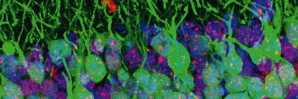 guo_lab Profile Banner