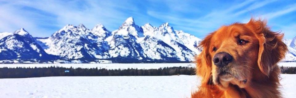 MT4EVR banner