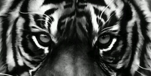 jamieverkerk's profile banner image