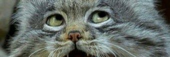 ruru_iw4's profile banner image