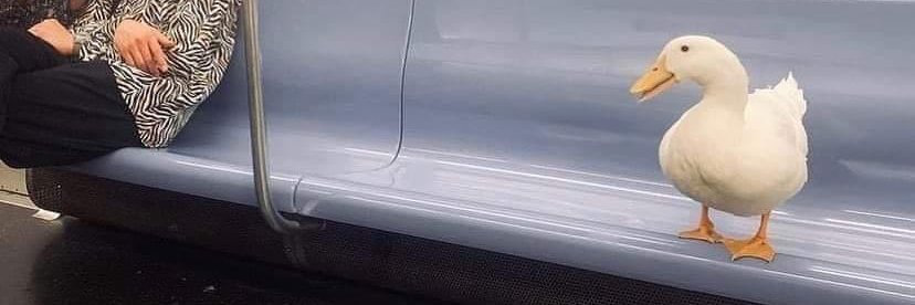 solo_meme_guy's profile banner image