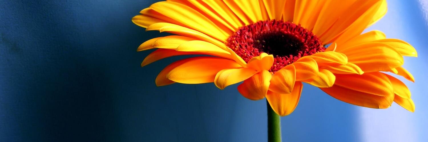 BloomBoston's profile banner image