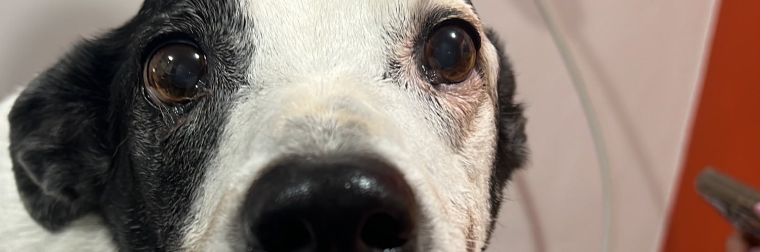 pupOmx's profile banner image