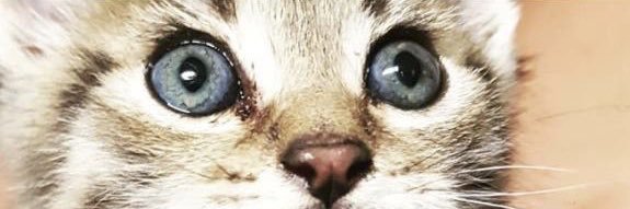 gemma_guzman's profile banner image