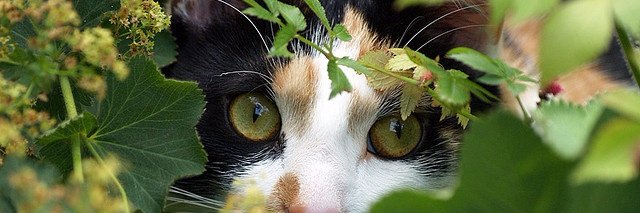 MistiCat12's profile banner image