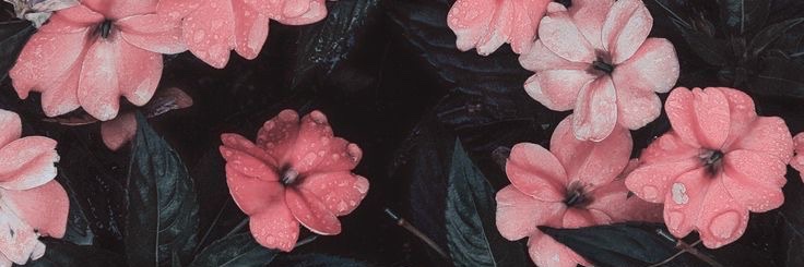 Sil banner