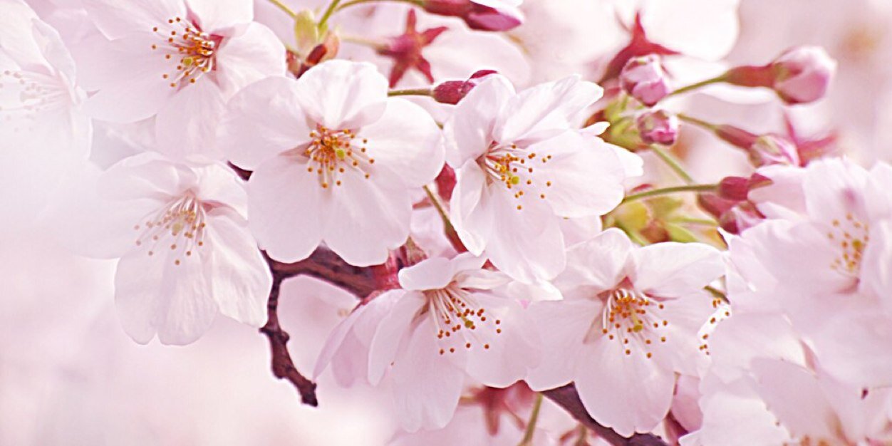 _ss_xxx_'s profile banner image