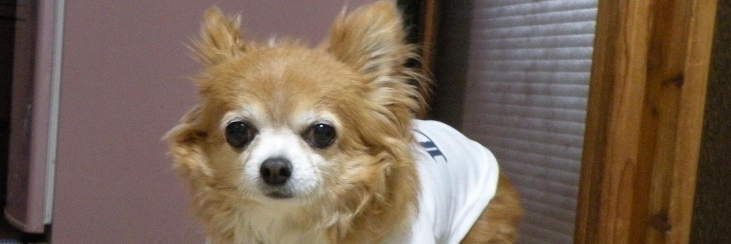 susumuleo's profile banner image