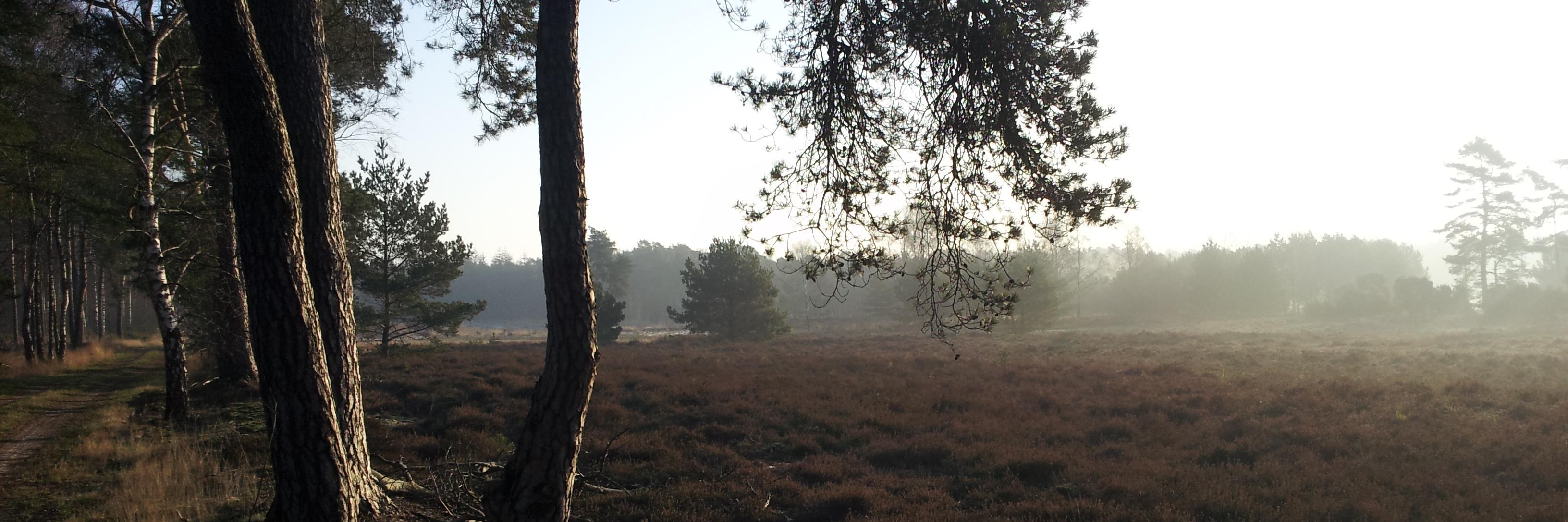 Lutterzand's profile banner image