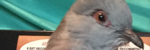 SatayPigeon's profile banner image