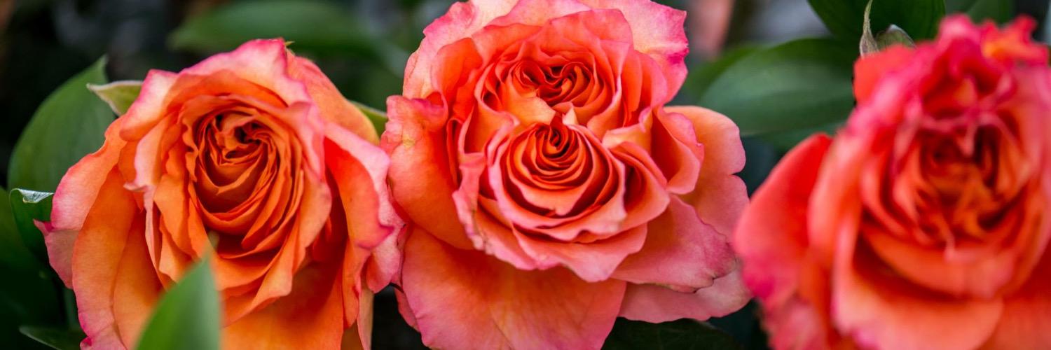 MARIRES19's profile banner image
