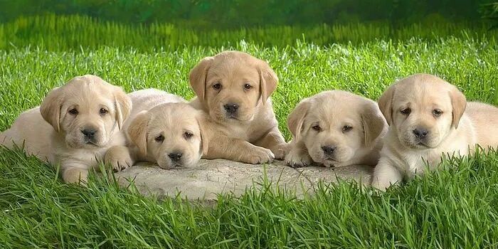 Kabakaari💕 banner