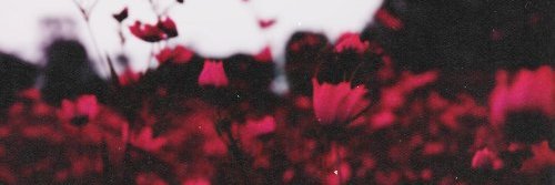 Ankevich's profile banner image